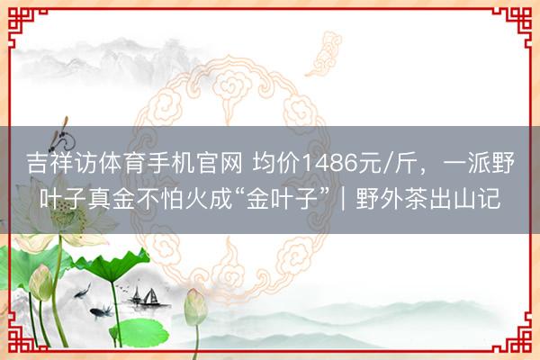 吉祥访体育手机官网 均价1486元/斤，一派野叶子真金不怕火成“金叶子”｜野外茶出山记